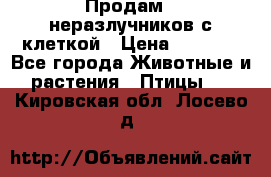 Продам 2 неразлучников с клеткой › Цена ­ 2 500 - Все города Животные и растения » Птицы   . Кировская обл.,Лосево д.